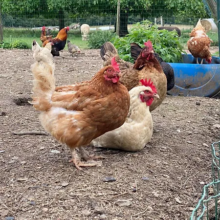 Quietude A La Ferme * Houdremont