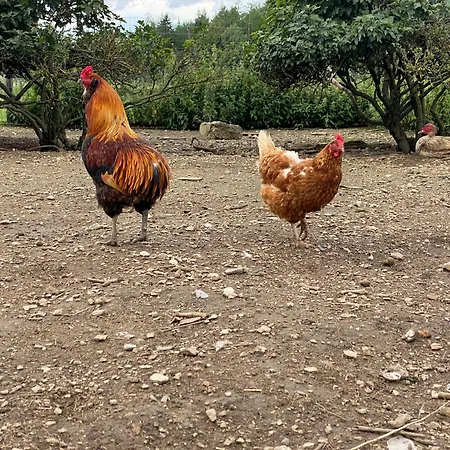 Quietude A La Ferme